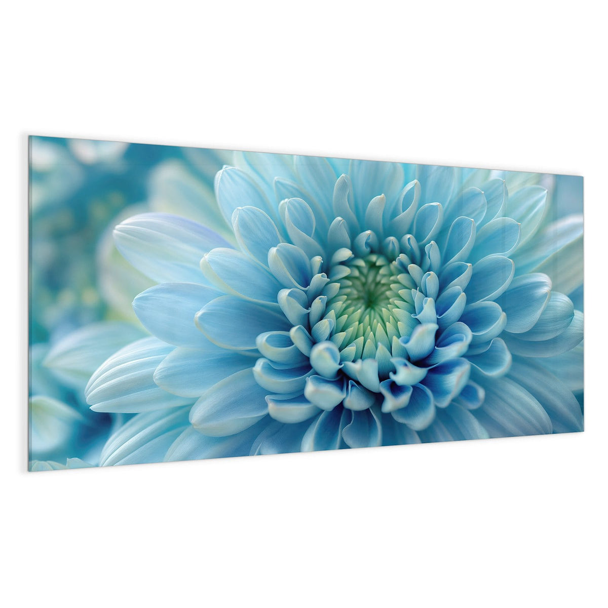 Makro einer hellblauen Chrysantheme, die Blütenblätter laufen spiralig zur grünlichen Mitte