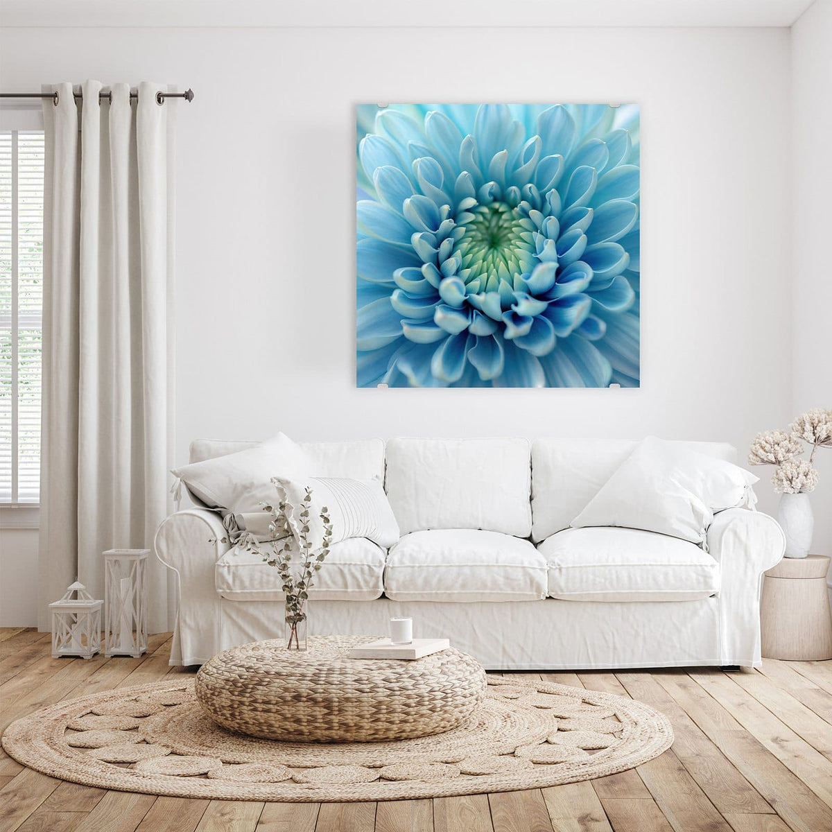 Makro einer hellblauen Chrysantheme, die Blütenblätter laufen spiralig zur grünlichen Mitte