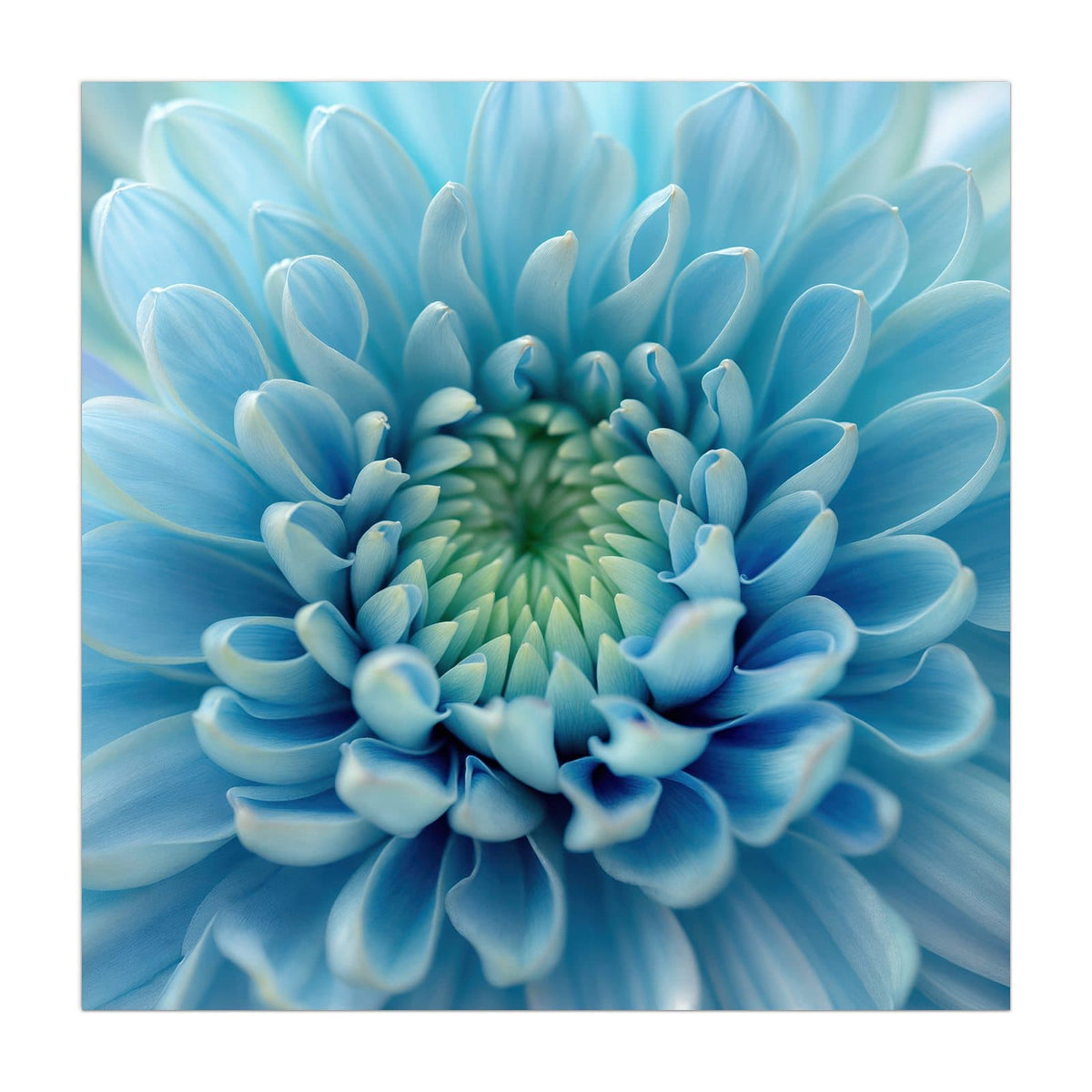 Makro einer hellblauen Chrysantheme, die Blütenblätter laufen spiralig zur grünlichen Mitte
