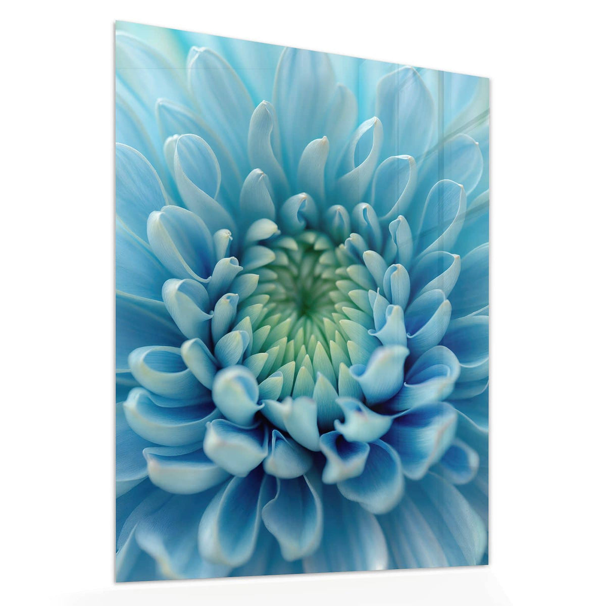 Echtglas, 4 mm – kein Acryl, keine Folie – Wandbild - Helle Chrysantheme - Hochformat