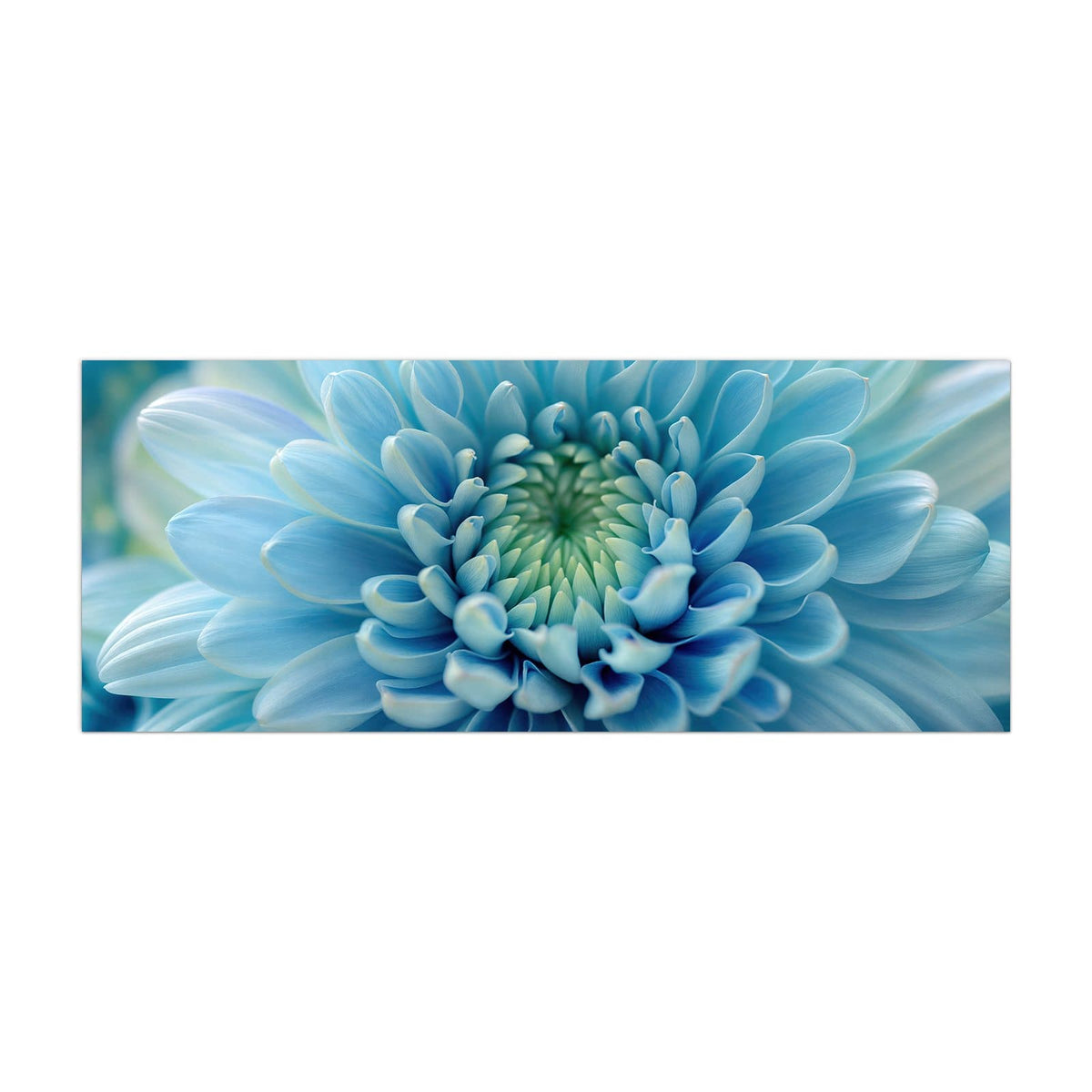 Küchenrückwand aus Glas Helle Chrysantheme im Hochformat, Motiv bildfüllend von vorn