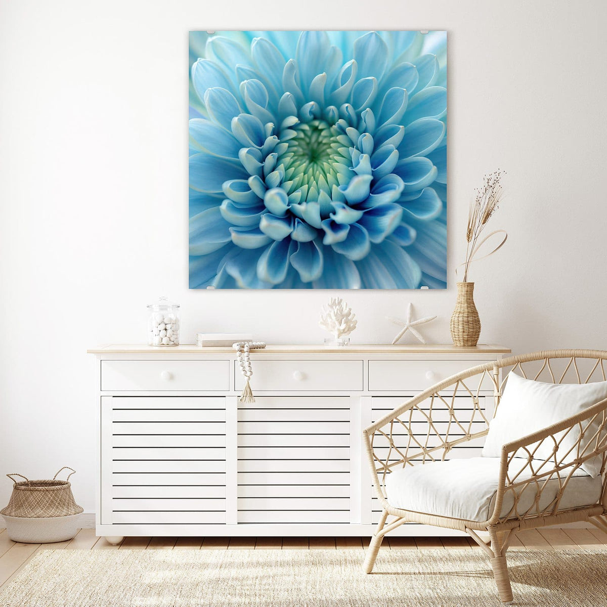 Glasbild Helle Chrysantheme an der Wand – Makro einer hellblauen Chrysantheme, die Blütenblätter laufen spiralig zur grünlichen Mitte