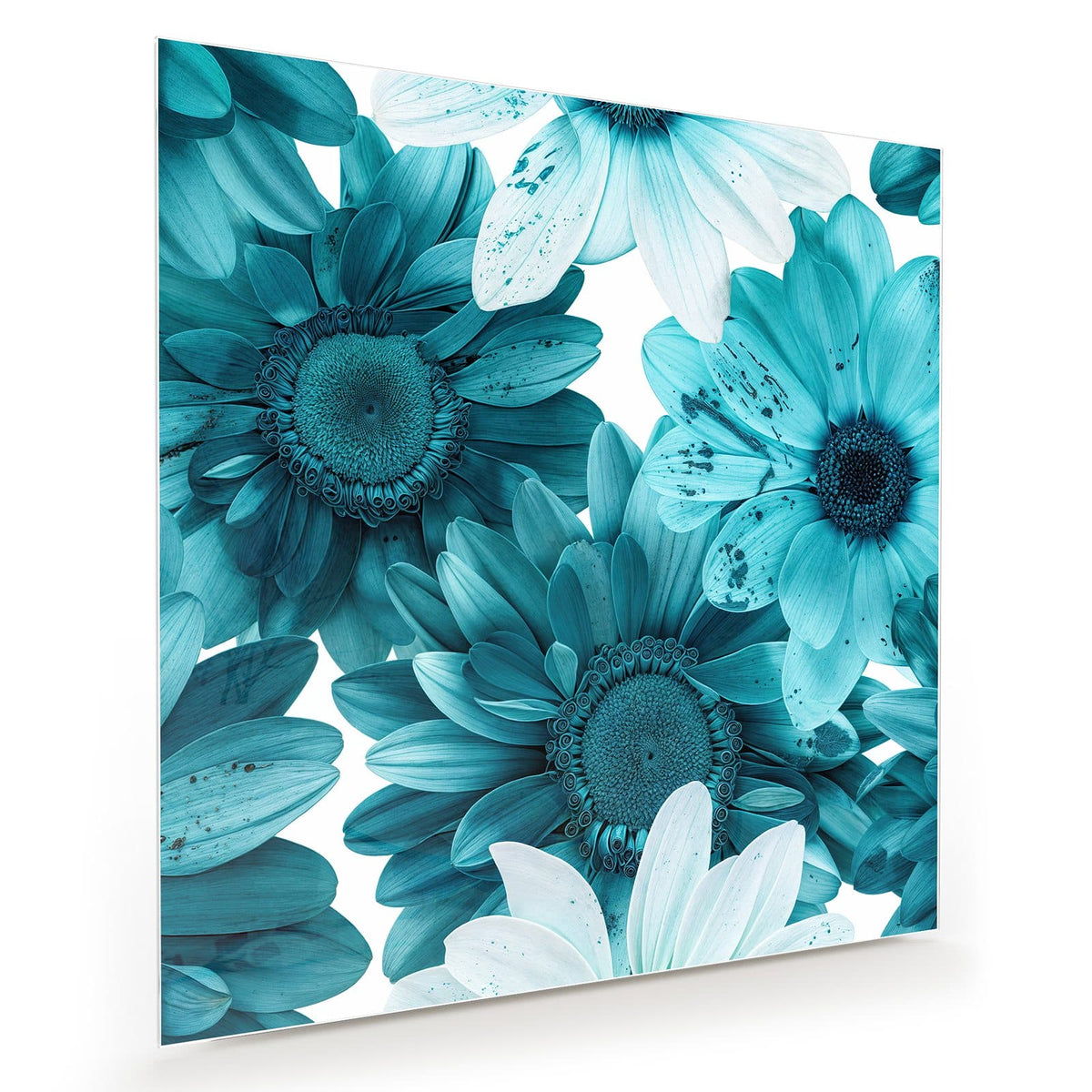 Große türkisblaue Gerbera-artige Blüten dicht an dicht vor Weiß