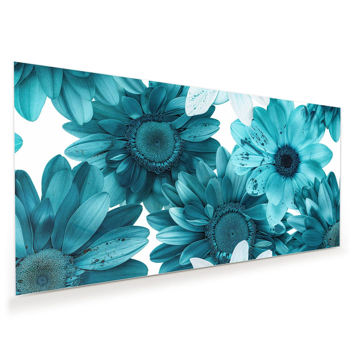 Große türkisblaue Gerbera-artige Blüten dicht an dicht vor Weiß