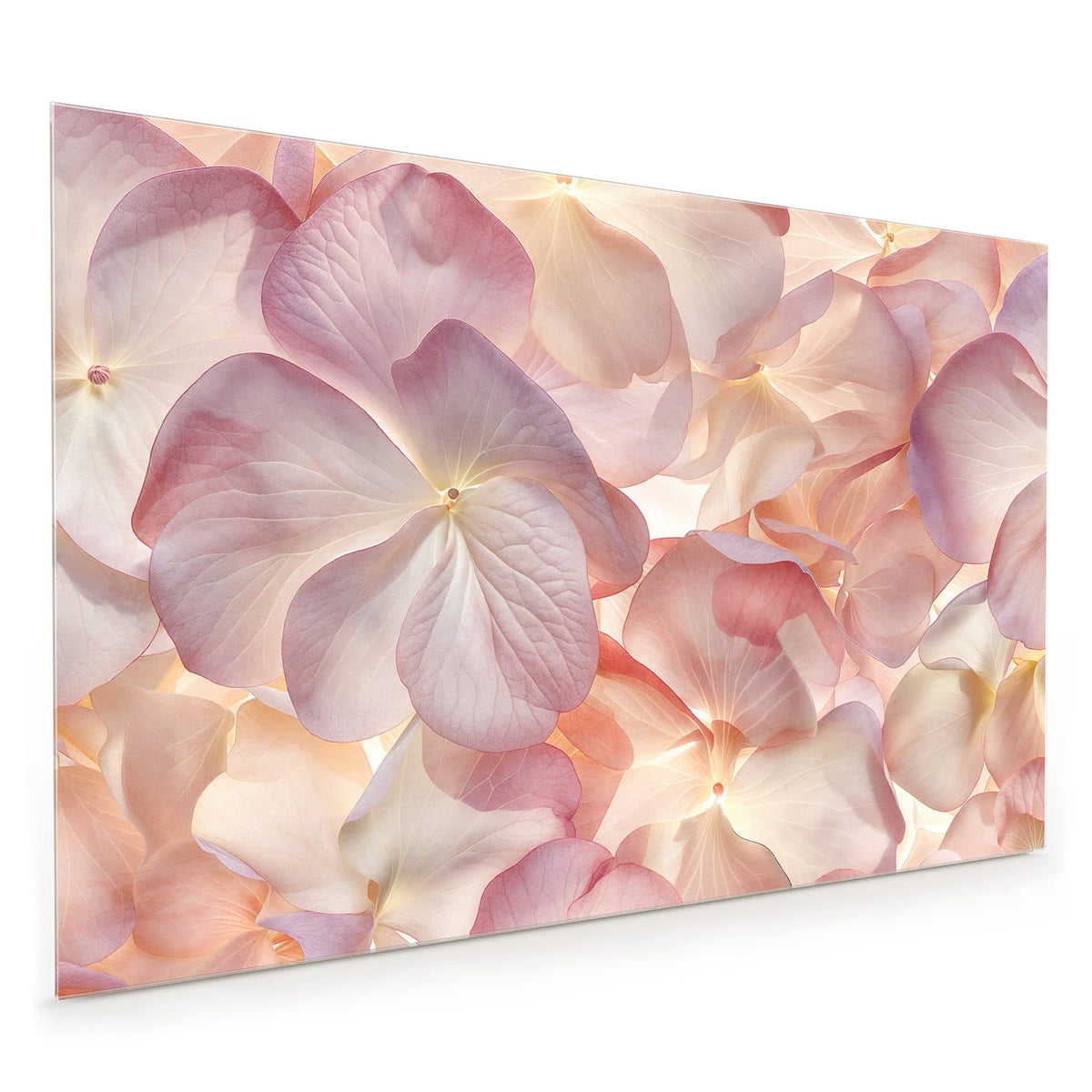 Küchenrückwand aus Glas im Hochformat mit Motiv Hortensien in Pastell: Flächenfüllende, durchscheinende Hortensienblätter in Rosa, Creme und Apricot