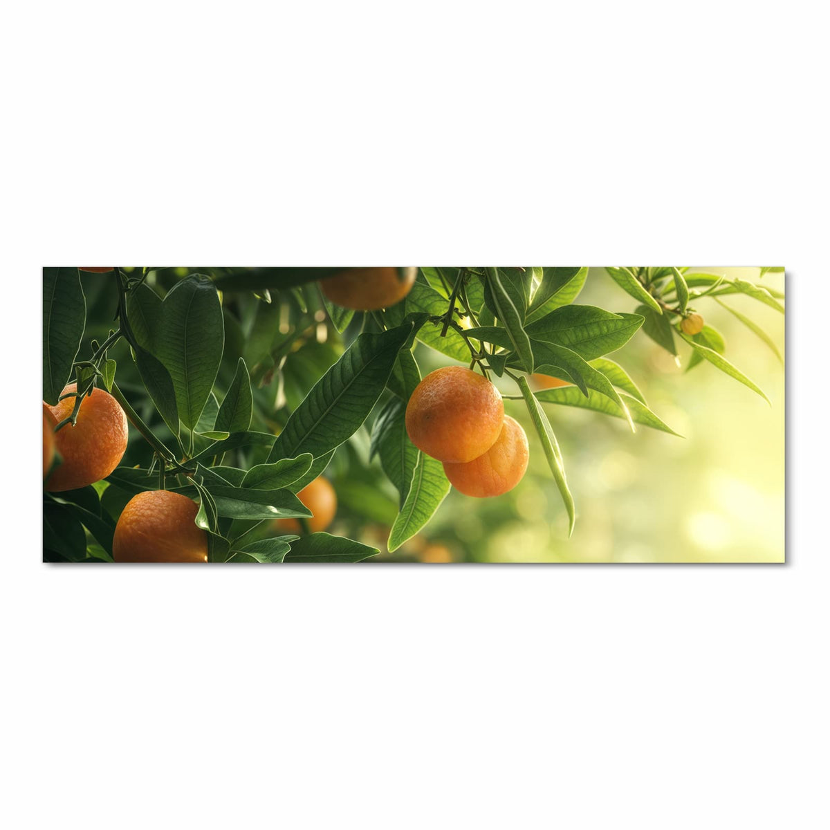 Reife Orangen zwischen grünen Blättern an Zweigen, sonniges Gegenlicht.