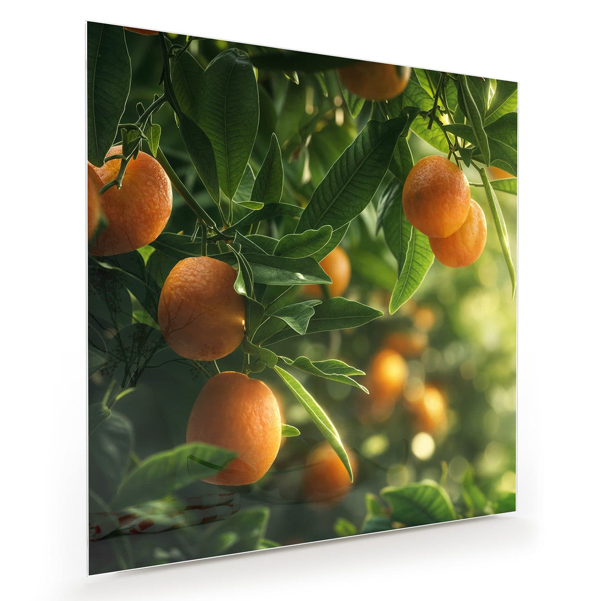 Reife Orangen zwischen grünen Blättern an Zweigen, sonniges Gegenlicht.