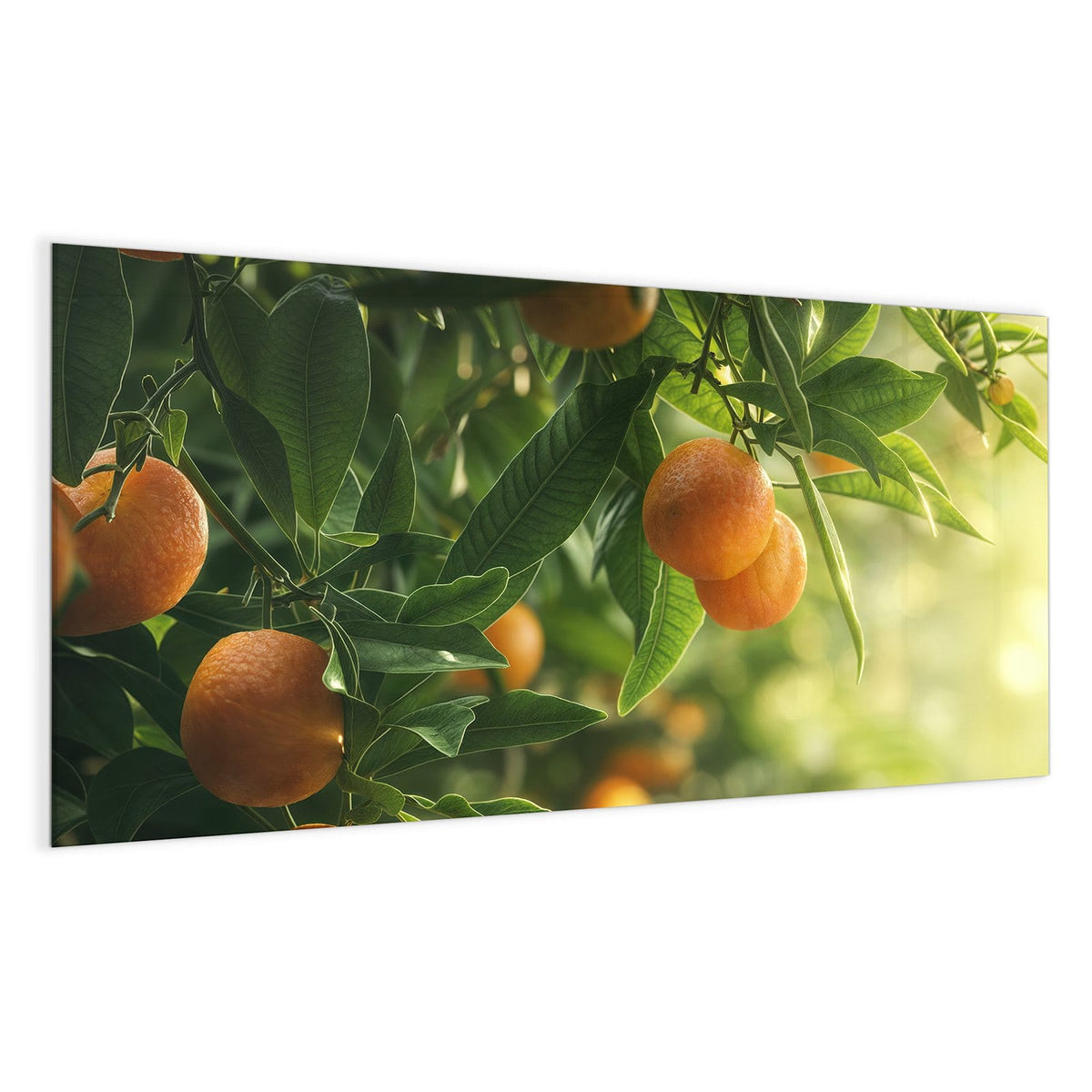 Reife Orangen zwischen grünen Blättern an Zweigen, sonniges Gegenlicht.