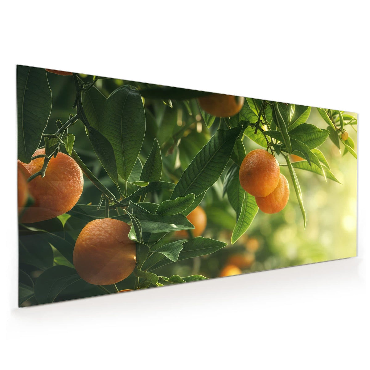 Küchenrückwand aus Glas im Hochformat: Reife Orangen zwischen grünen Blättern an Zweigen, sonniges Gegenlicht.