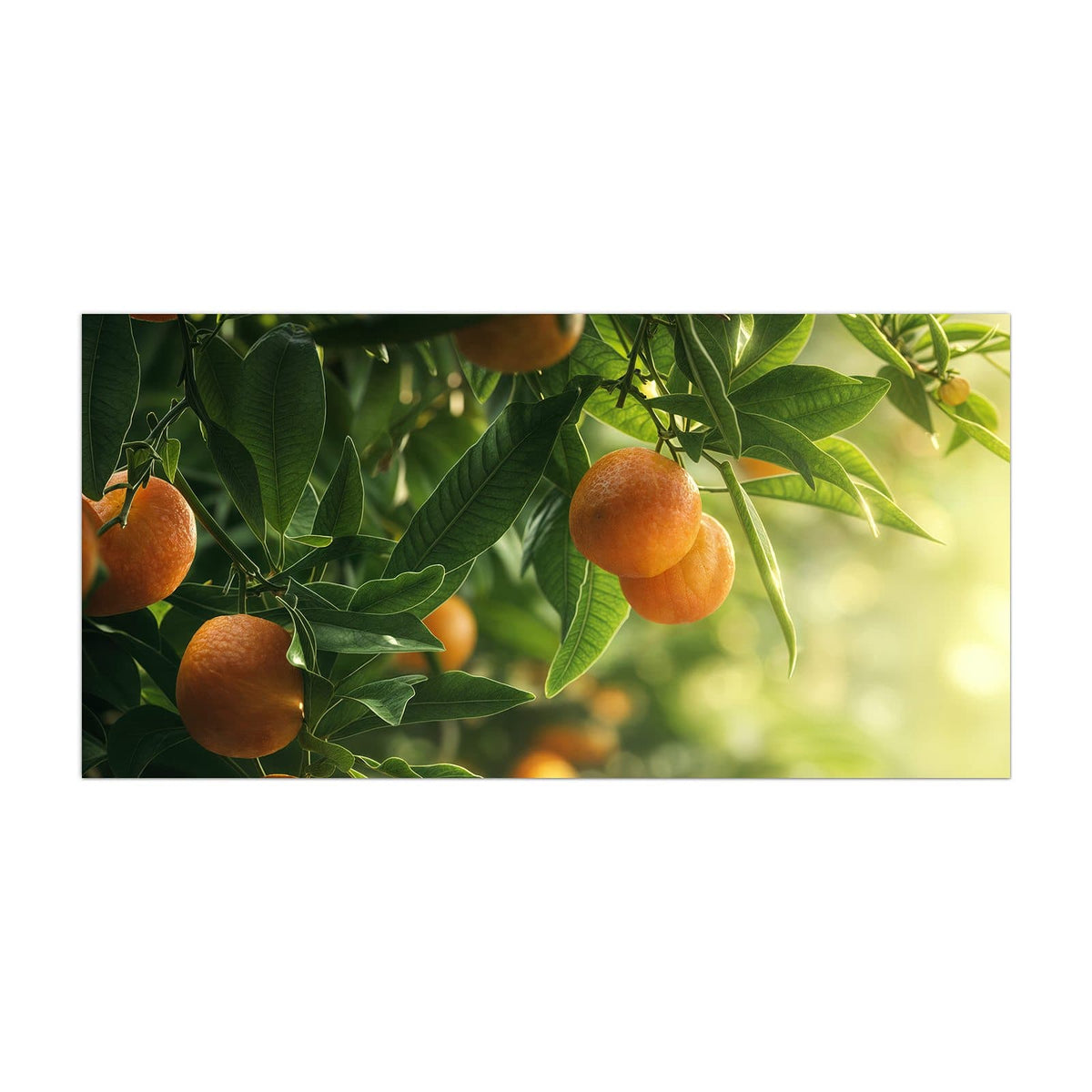 Küchenrückwand aus Glas Reife Orangen am Zweig im Hochformat, Motiv bildfüllend von vorn