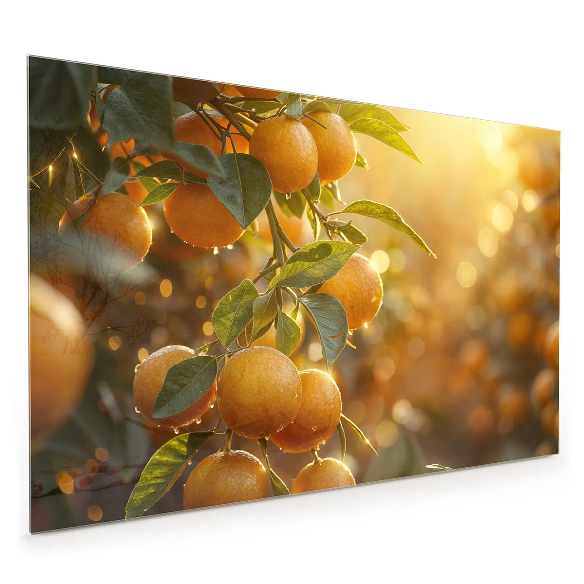 Küchenrückwand aus Glas im Hochformat mit Motiv Sonnengeflutete Orangen: Orangen mit Wassertropfen am Zweig, warmes Gegenlicht zwischen den Blättern