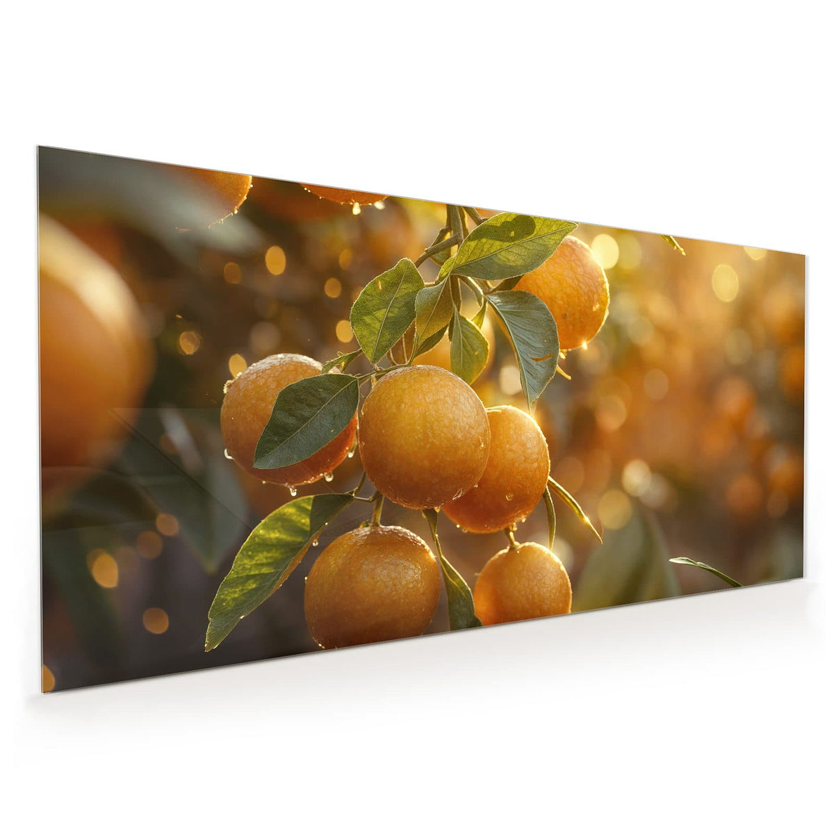 Küchenrückwand aus Glas im Hochformat mit Motiv Sonnengeflutete Orangen: Orangen mit Wassertropfen am Zweig, warmes Gegenlicht zwischen den Blättern