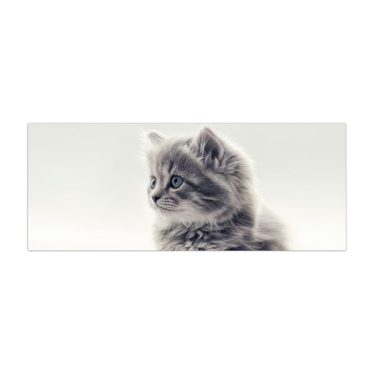 Küchenrückwand aus Glas Graues Kätzchen im Hochformat, Motiv bildfüllend von vorn