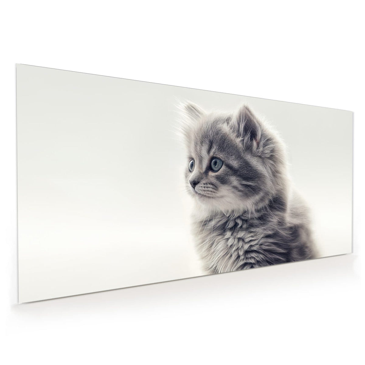 Küchenrückwand aus Glas im Hochformat: Junges, sehr flauschiges graues Kätzchen sitzt vor hellem Hintergrund