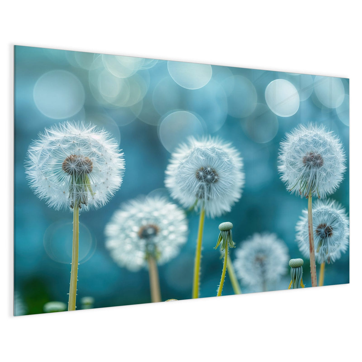 4 mm Glas statt lackiertem Blech – Magnettafel - Pusteblumen in Türkis