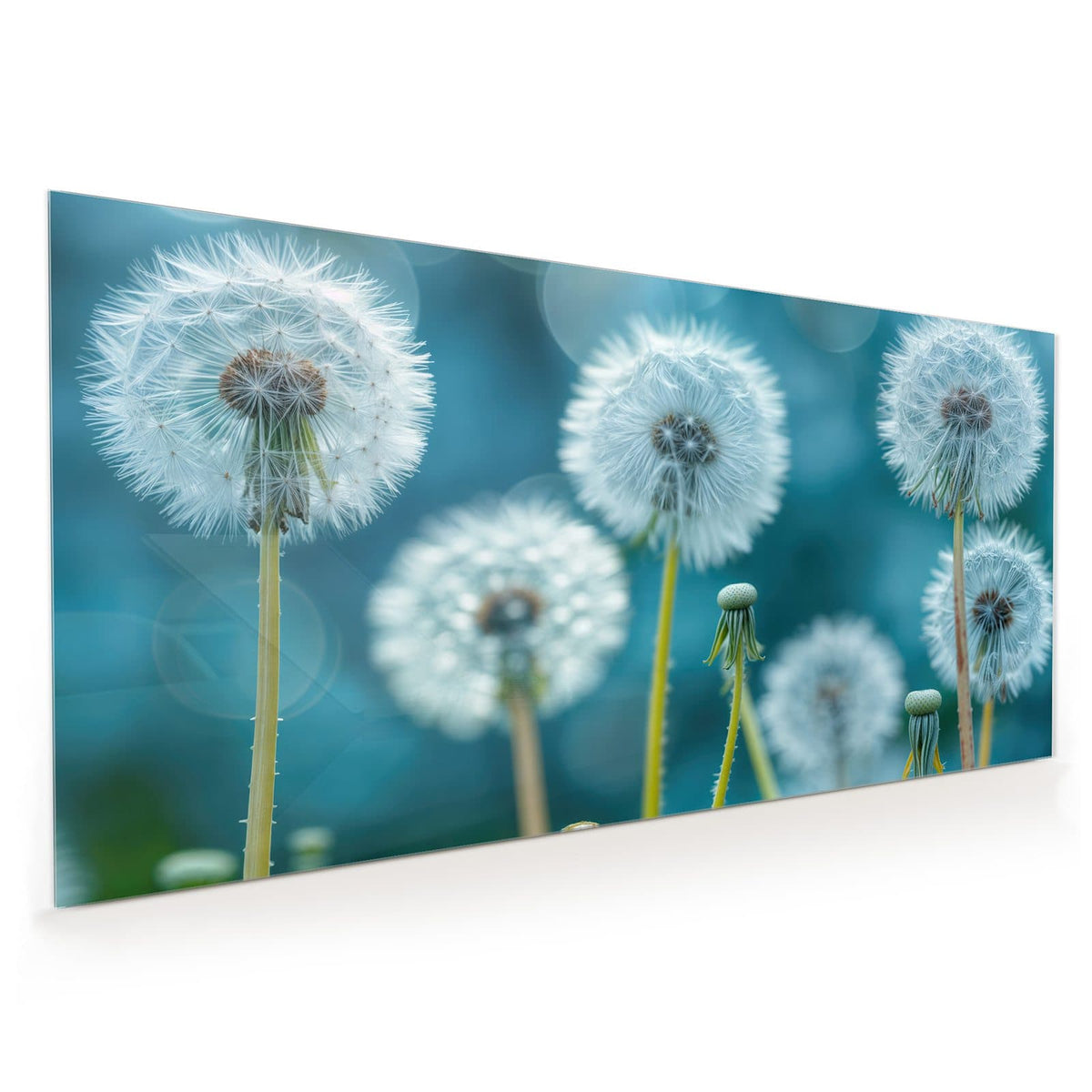 Küchenrückwand aus Glas im Hochformat: Vier Pusteblumen-Samenstände vor türkisblauem Bokeh, keine Wiese