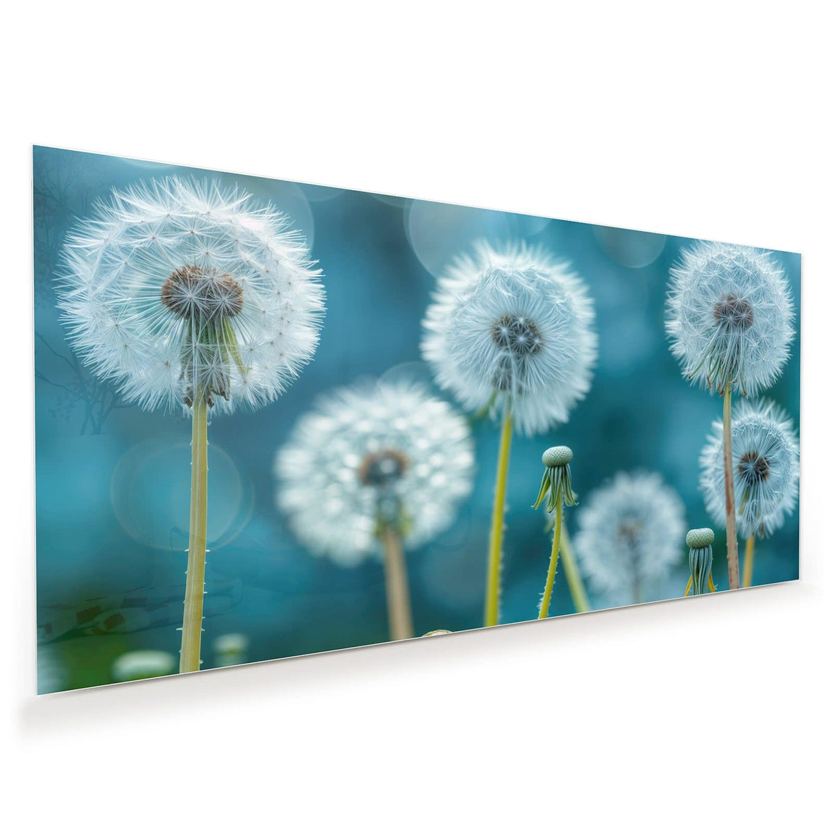 Vier Pusteblumen-Samenstände vor türkisblauem Bokeh, keine Wiese
