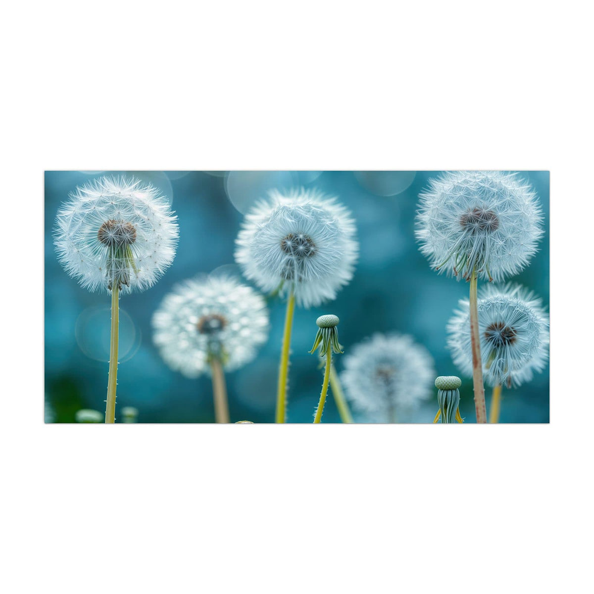 Küchenrückwand aus Glas Pusteblumen in Türkis im Hochformat, Motiv bildfüllend von vorn