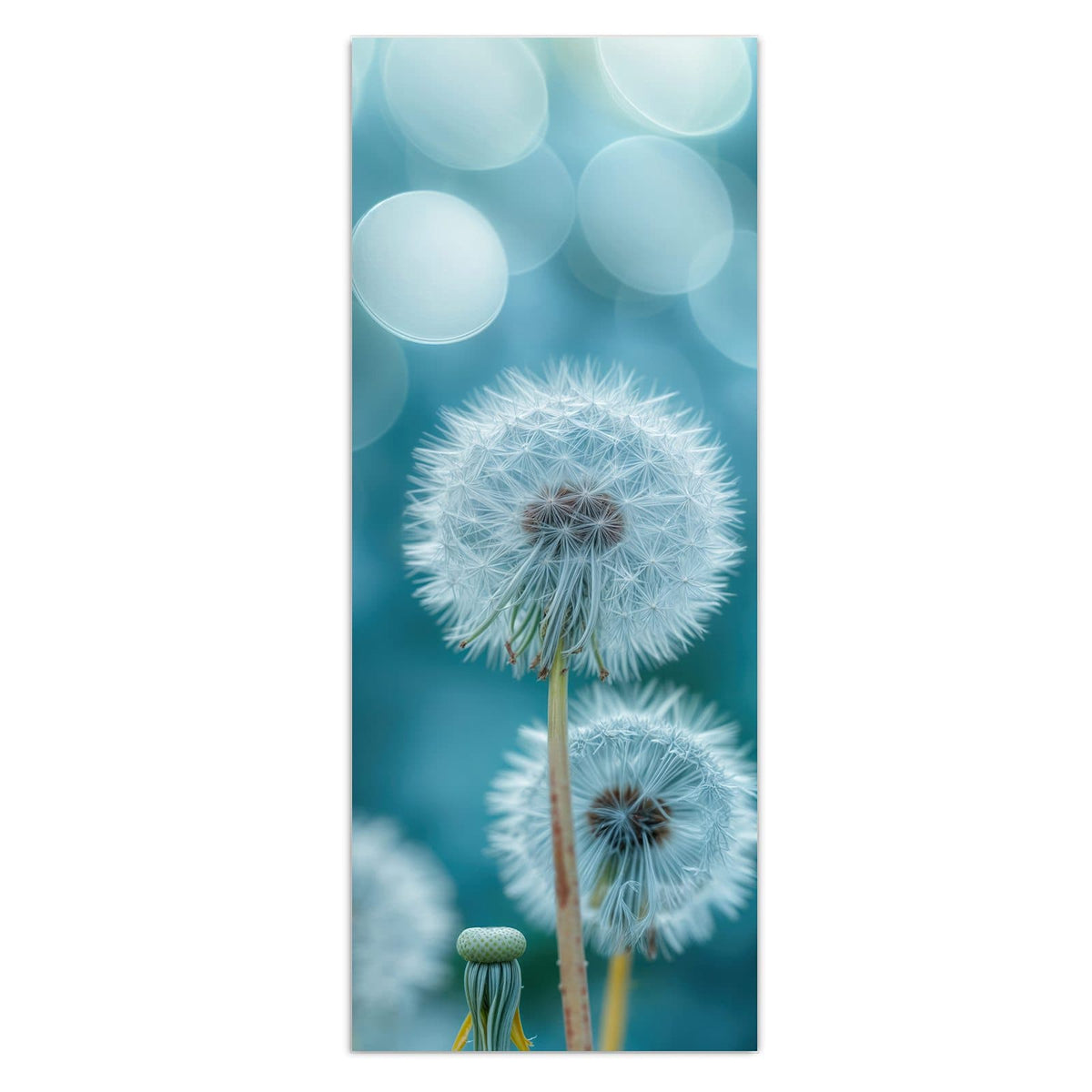 Vier Pusteblumen-Samenstände vor türkisblauem Bokeh, keine Wiese