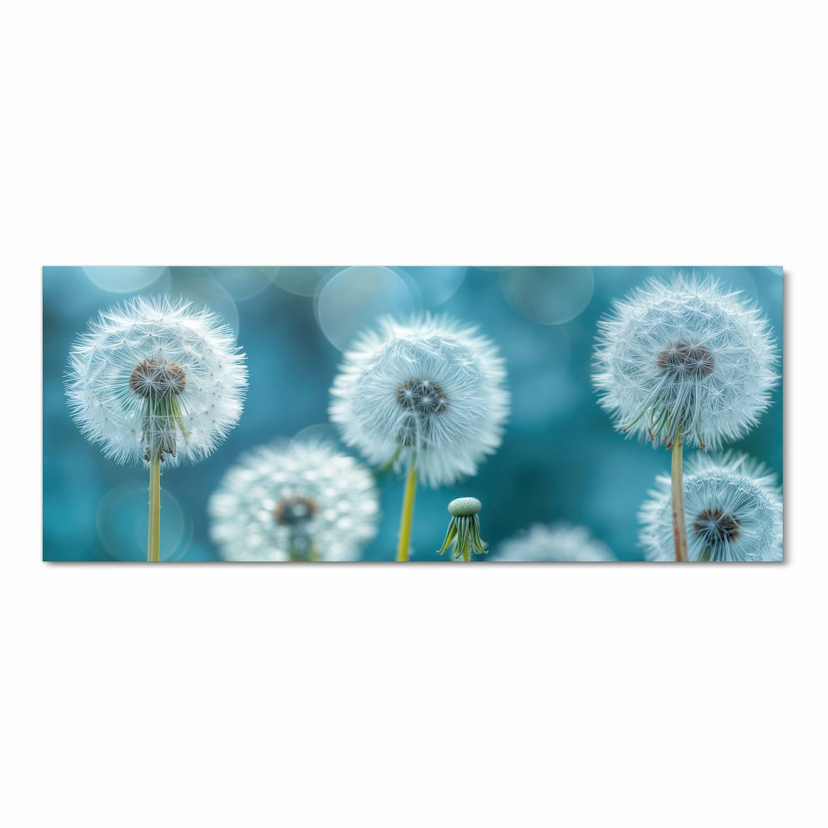 Vier Pusteblumen-Samenstände vor türkisblauem Bokeh, keine Wiese