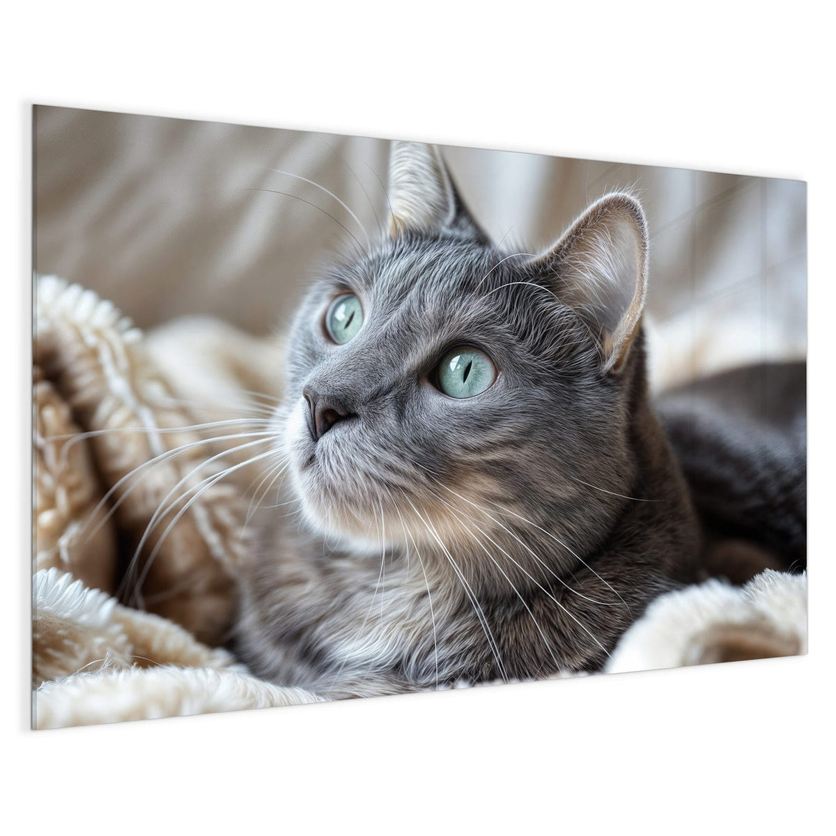 4 mm Glas statt lackiertem Blech – Magnettafel - Graue Katze auf Decke