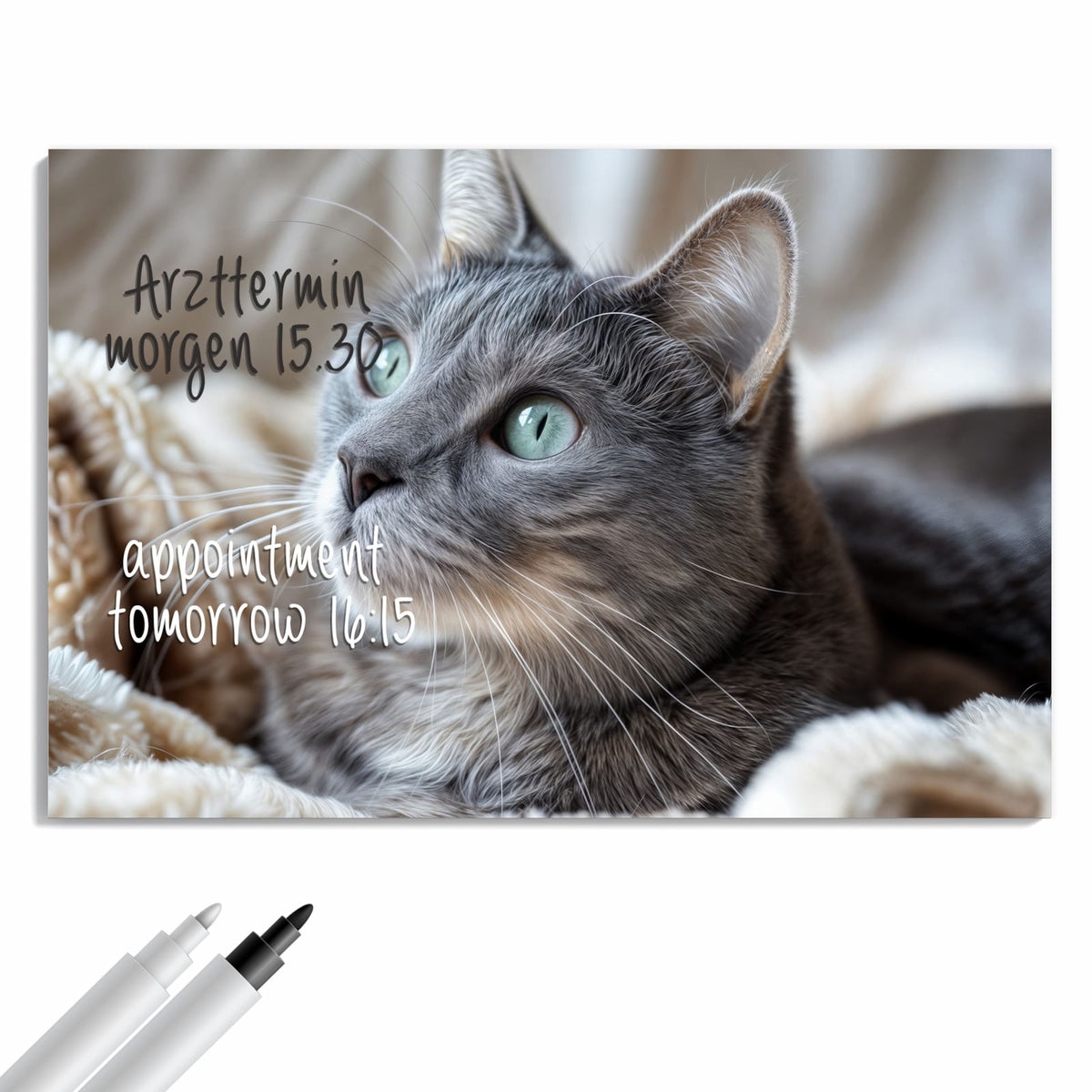 Beschreiben, abwischen, anheften – Metall Magnettafel - Graue Katze auf Decke