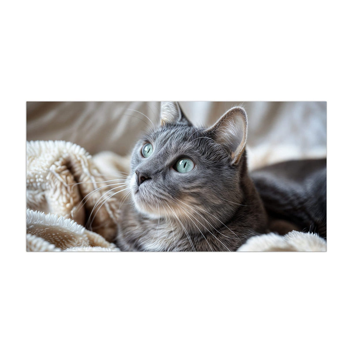 Küchenrückwand aus Glas Graue Katze auf Decke im Hochformat, Motiv bildfüllend von vorn