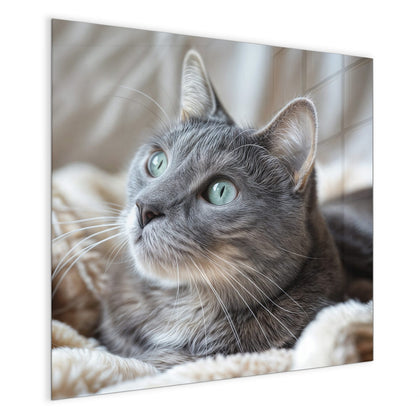 Magnettafel mit dem Motiv Graue Katze auf Decke