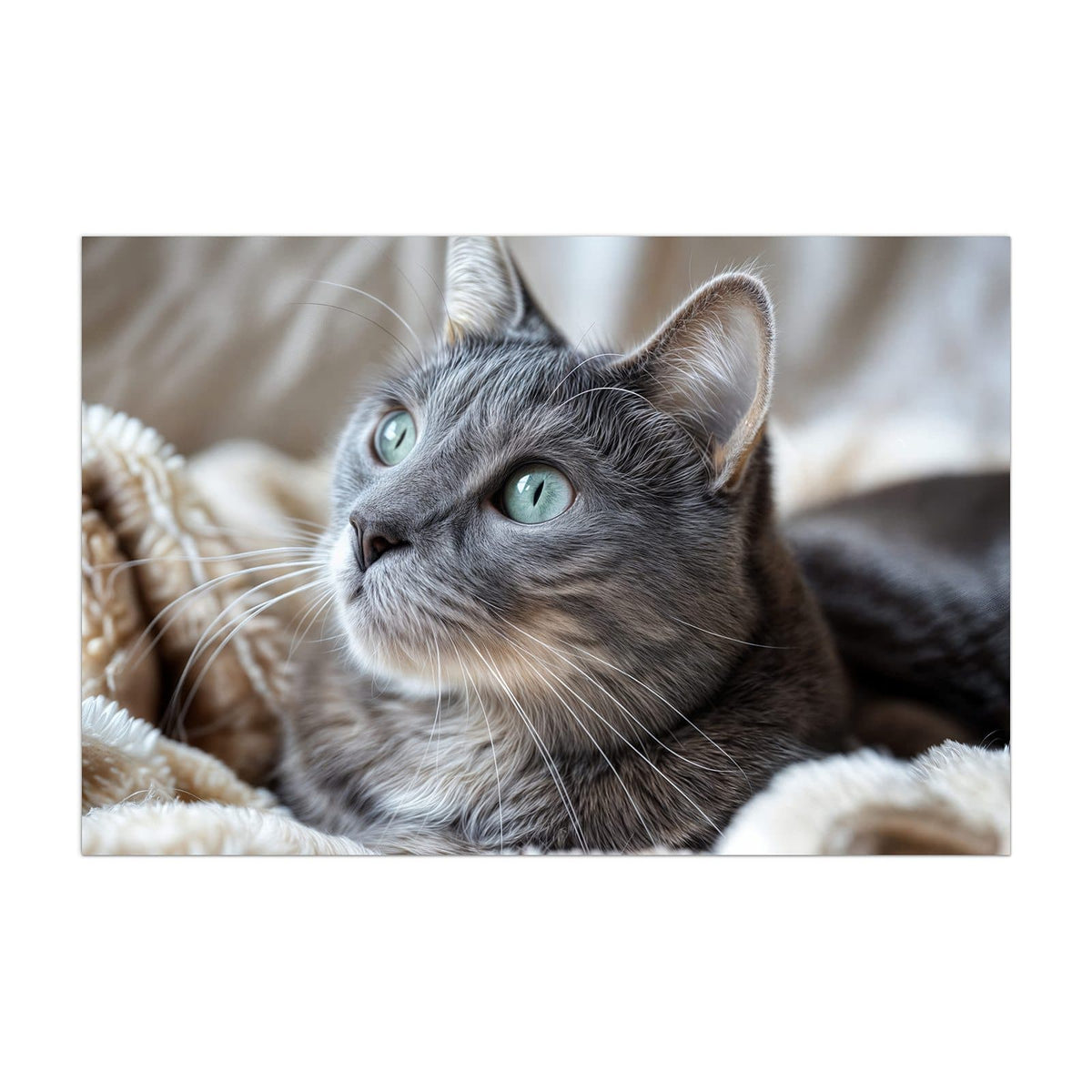 Küchenrückwand aus Glas Graue Katze auf Decke im Hochformat, Motiv bildfüllend von vorn