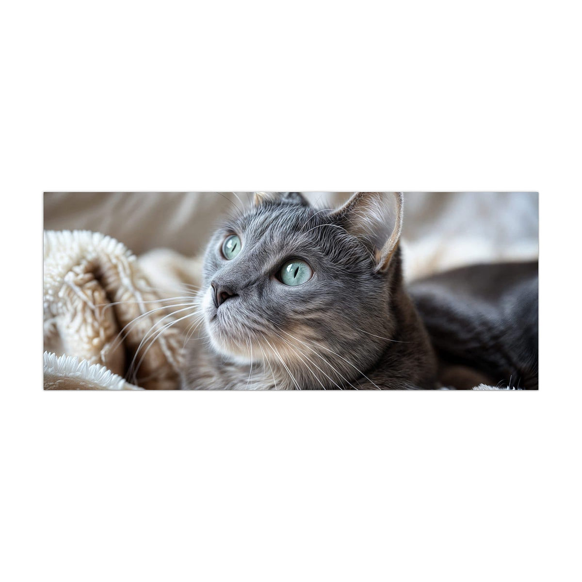 Küchenrückwand aus Glas Graue Katze auf Decke im Hochformat, Motiv bildfüllend von vorn