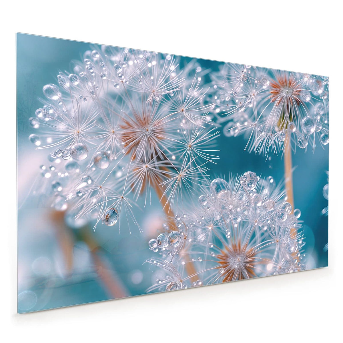 Küchenrückwand aus Glas im Hochformat mit Motiv Pusteblumen mit Tropfen: Mehrere Samenschirme voller klarer Tropfen vor türkisblauem Grund