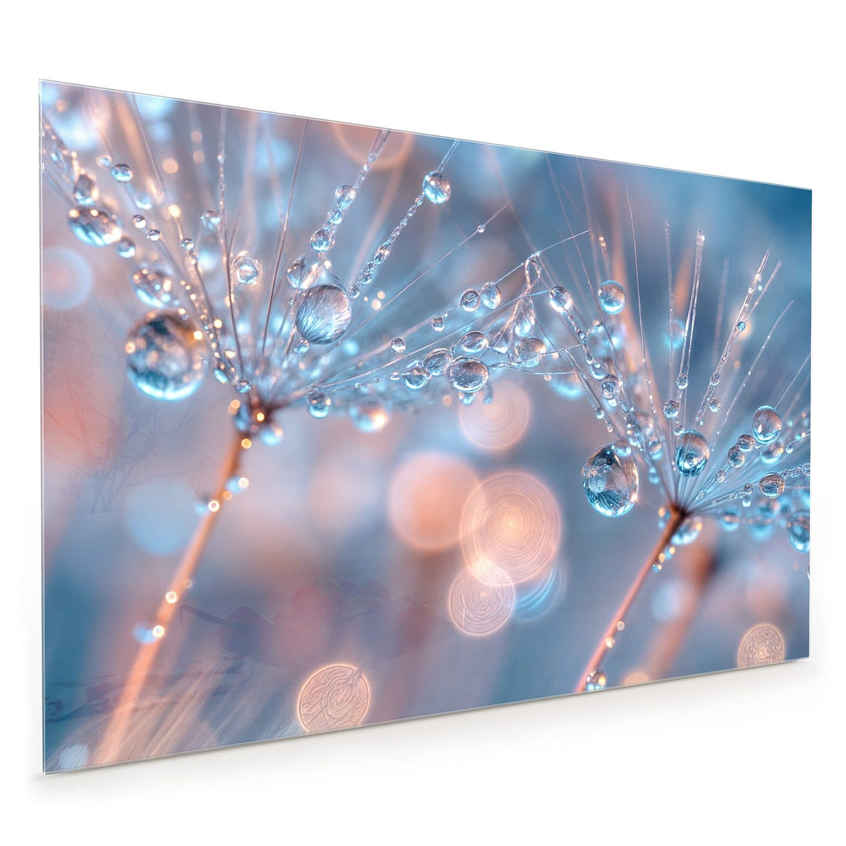 Küchenrückwand aus Glas im Hochformat mit Motiv Tautropfen in Blau: Blau getöntes Makro: Samenschirme voller glasklarer Tropfen vor blauem Bokeh.