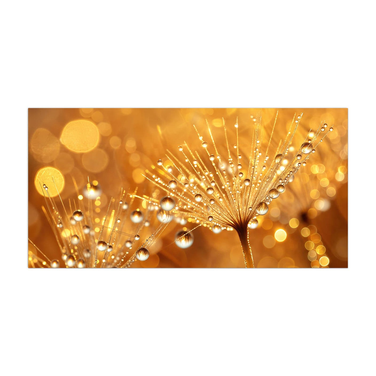 Küchenrückwand aus Glas Pusteblume voll Tau im Hochformat, Motiv bildfüllend von vorn