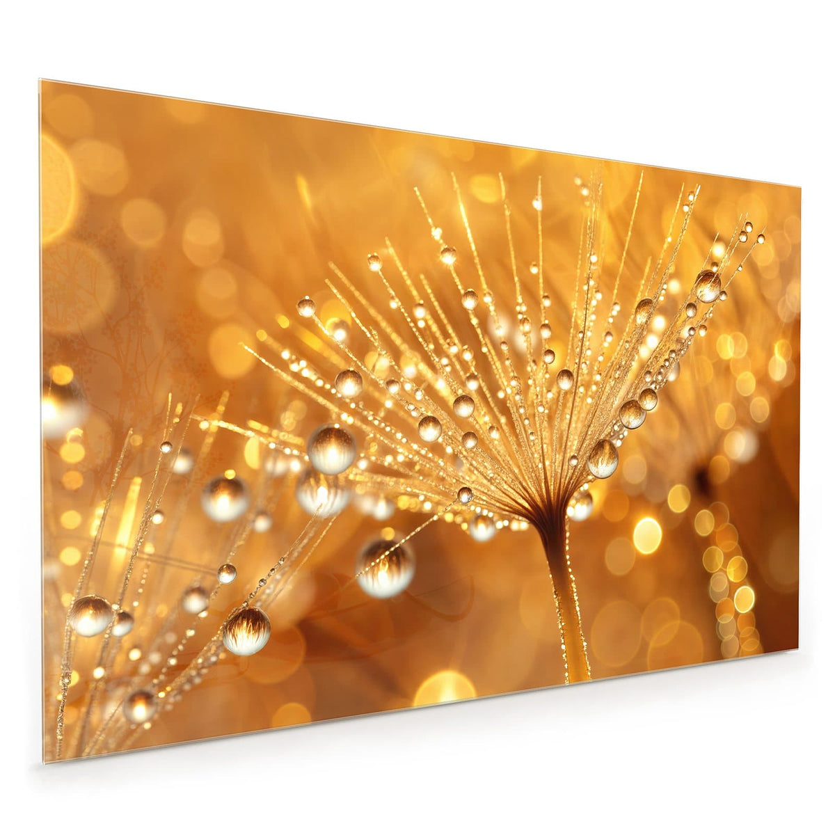 Küchenrückwand aus Glas im Hochformat mit Motiv Pusteblume voll Tau: Löwenzahnschirmchen voller funkelnder Wassertropfen vor goldenen Lichtpunkten.