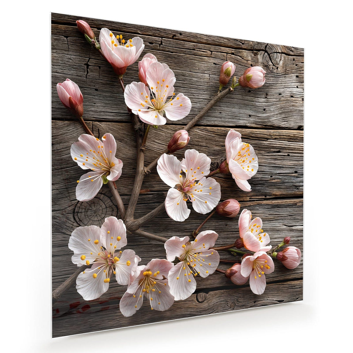 Zweige mit weiß-rosa Blüten und Knospen auf grau verwittertem Holz