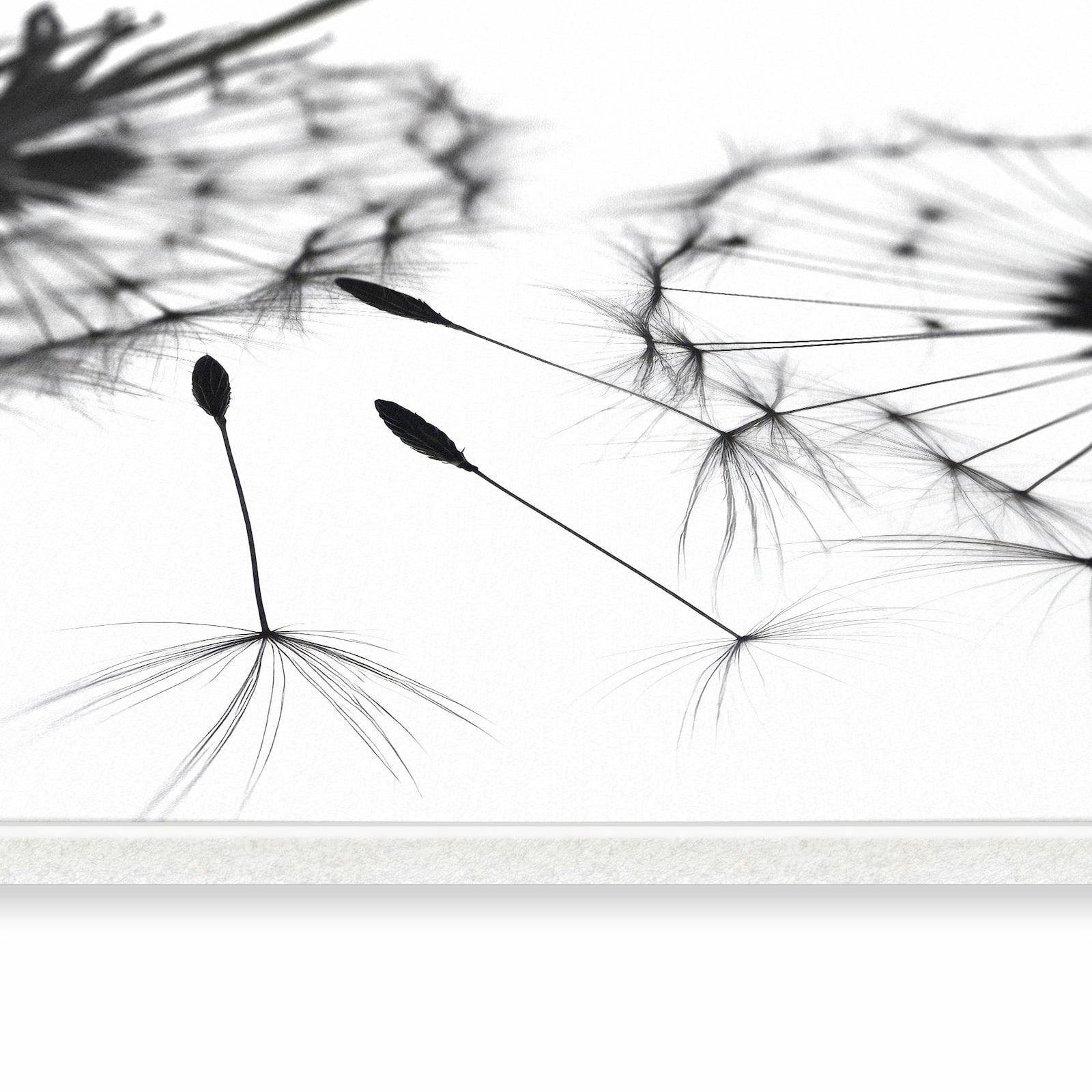 Küchenläufer - Pusteblumen