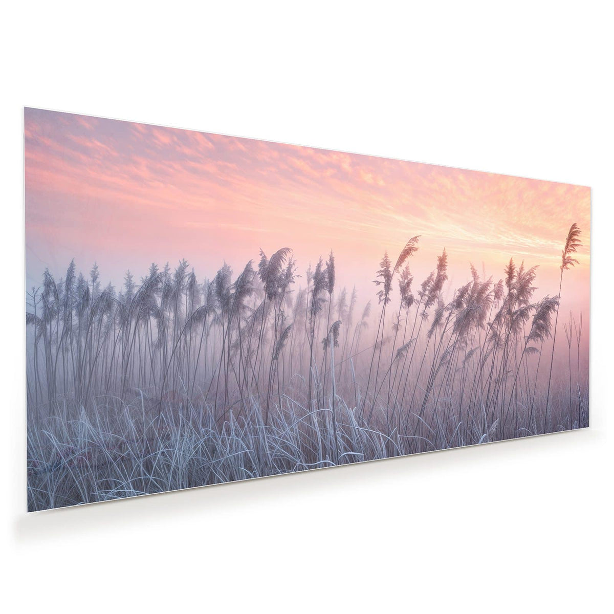 Schilfrispen und frostiges Gras vor rosa-orangem Himmel, im Hintergrund liegt deutlich Bodennebel