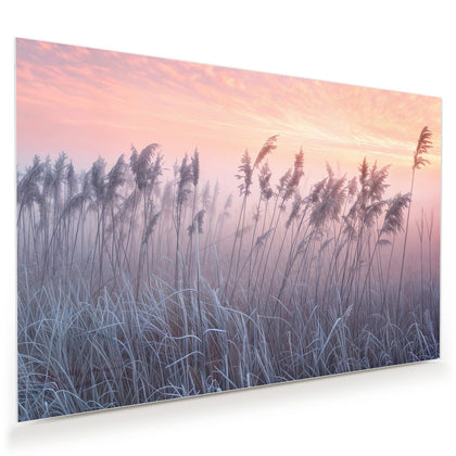Wandbild mit dem Motiv Schilf im Morgenrot