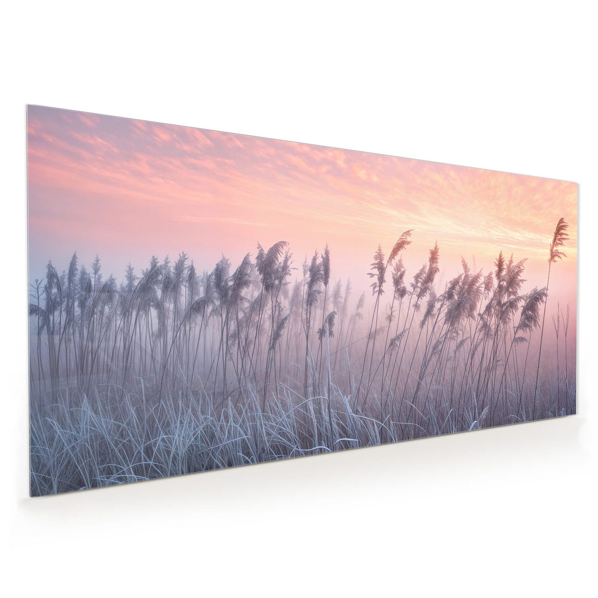 Küchenrückwand aus Glas im Hochformat mit Motiv Schilf im Morgenrot: Schilfrispen und frostiges Gras vor rosa-orangem Himmel