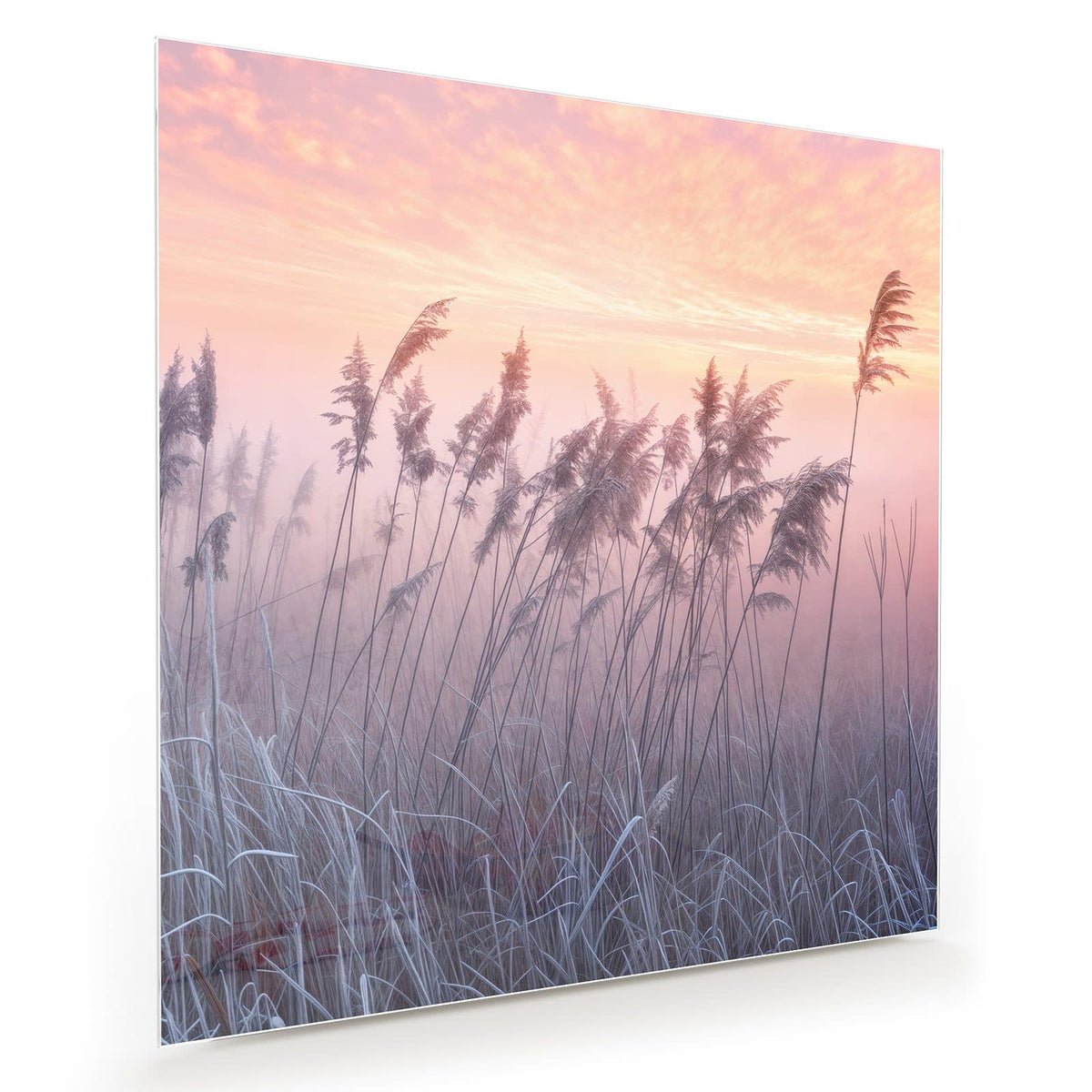 Schilfrispen und frostiges Gras vor rosa-orangem Himmel, im Hintergrund liegt deutlich Bodennebel