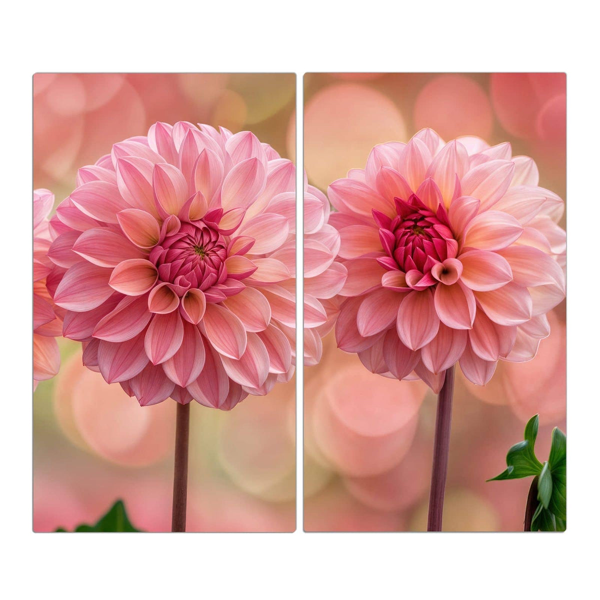 Drei rosa Dahlien in Reihe vor rosa-grünem Bokeh