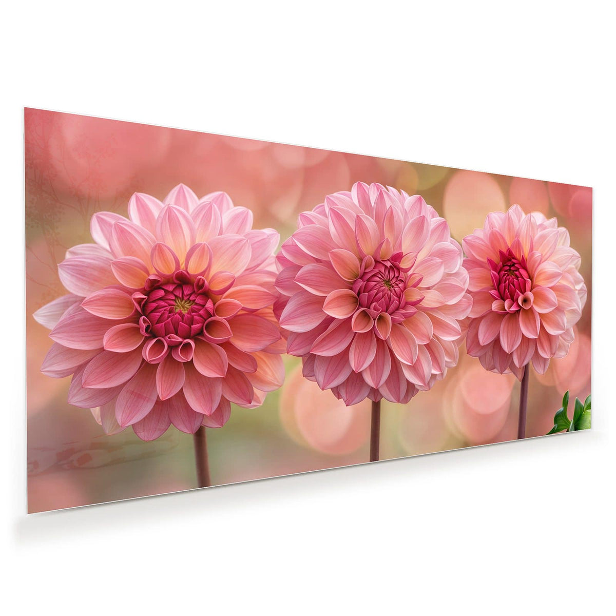 Drei rosa Dahlien in Reihe vor rosa-grünem Bokeh