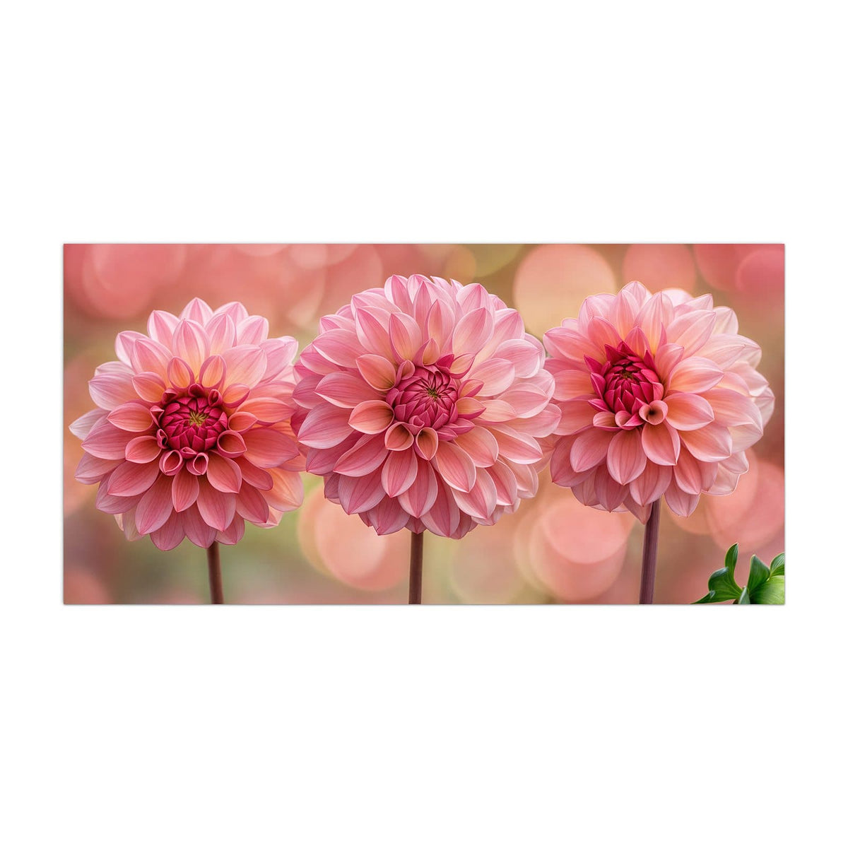 Küchenrückwand aus Glas Drei rosa Dahlien im Hochformat, Motiv bildfüllend von vorn