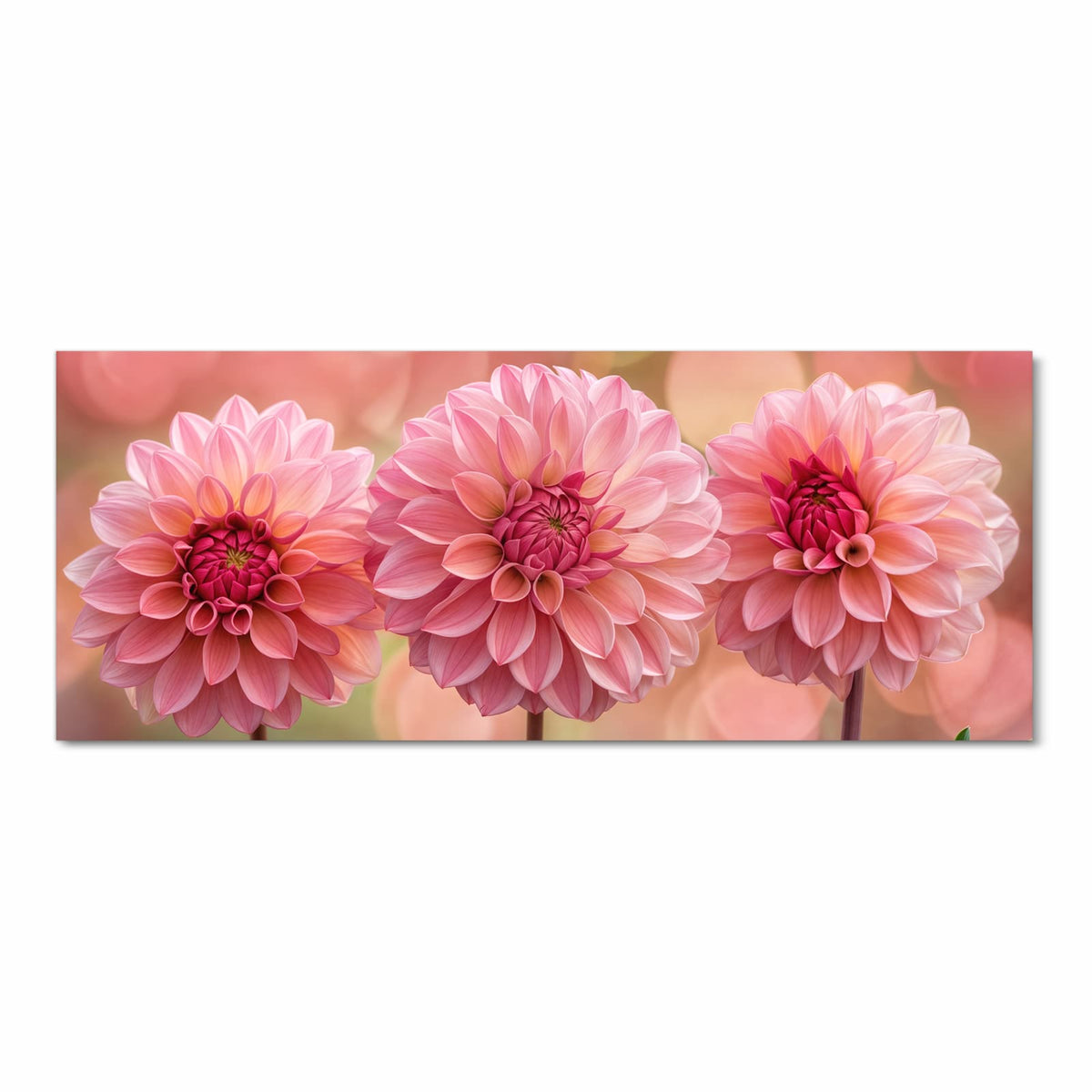 Drei rosa Dahlien in Reihe vor rosa-grünem Bokeh