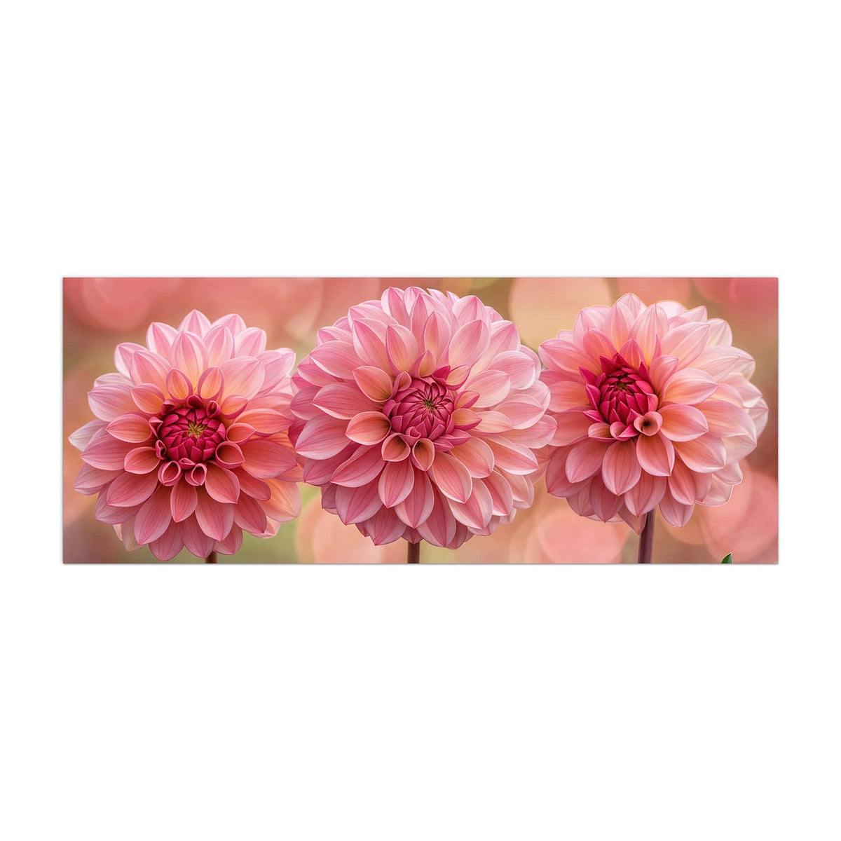 Küchenrückwand aus Glas Drei rosa Dahlien im Hochformat, Motiv bildfüllend von vorn