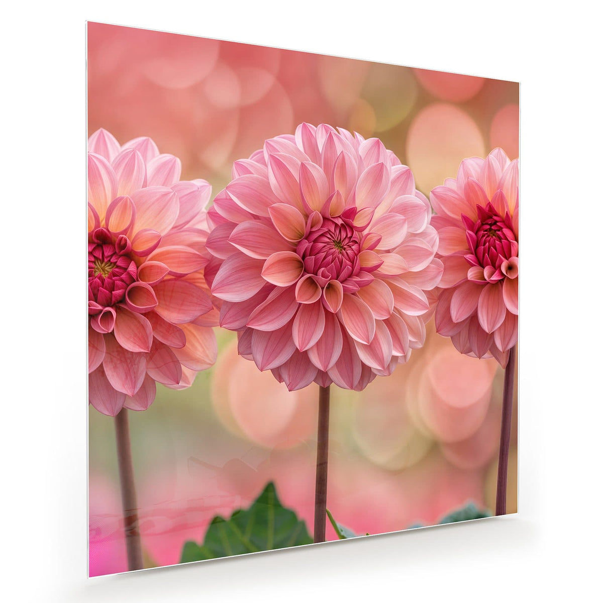 Drei rosa Dahlien in Reihe vor rosa-grünem Bokeh