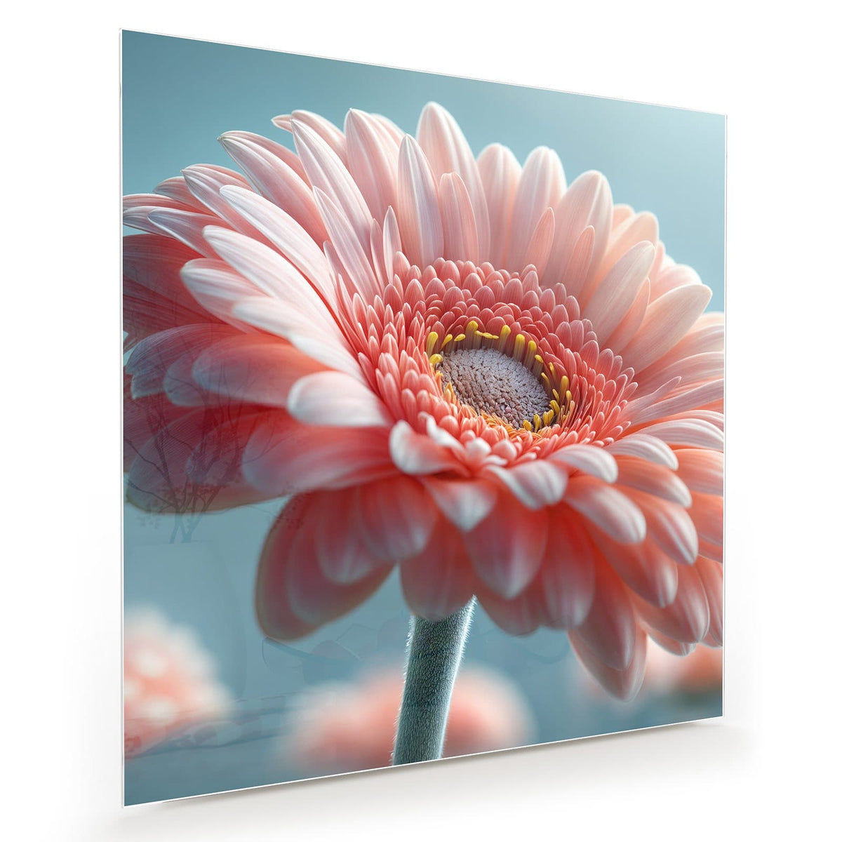 Makro einer rosa Gerbera vor hellblauem Grund