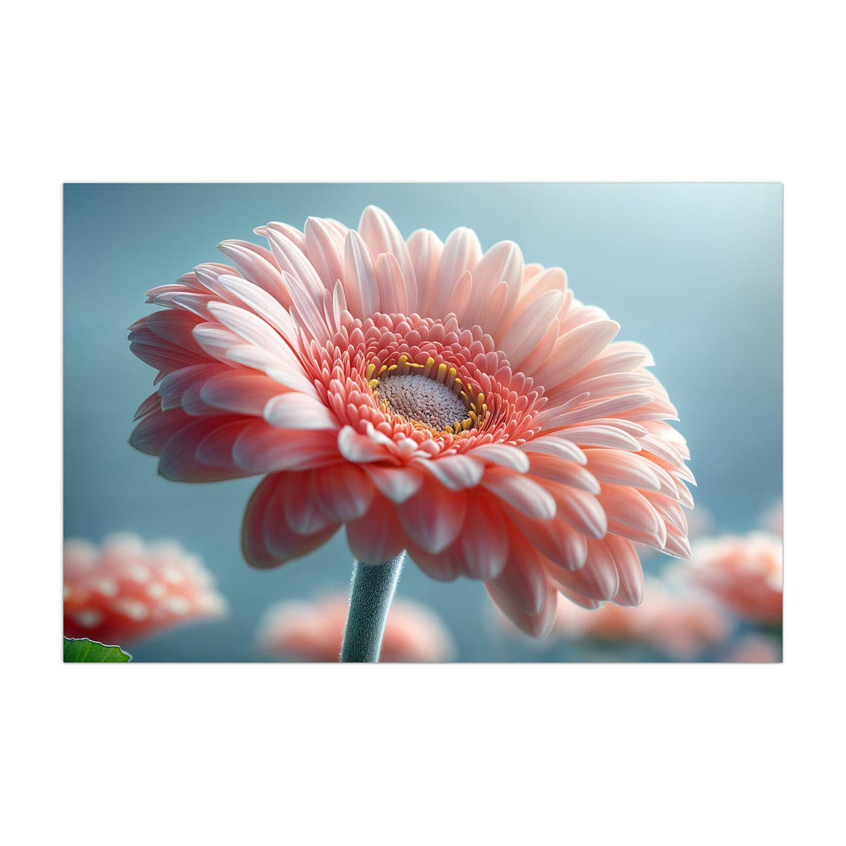 Küchenrückwand aus Glas Rosa Gerbera im Hochformat, Motiv bildfüllend von vorn
