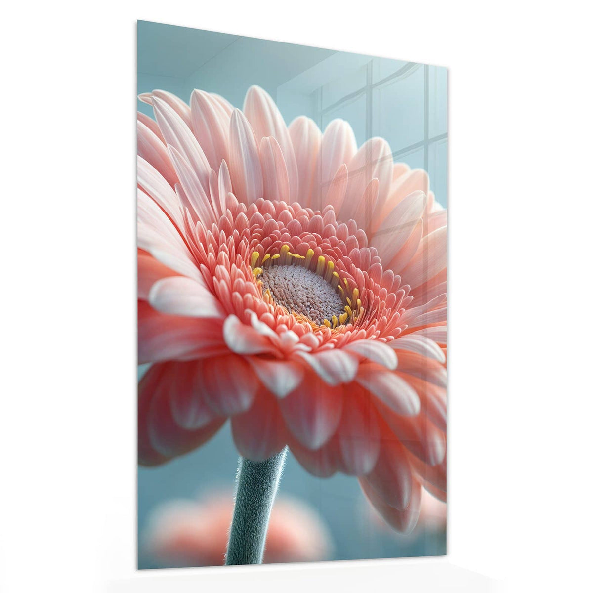 Glasbild Rosa Gerbera von der Seite, 4 mm Echtglas