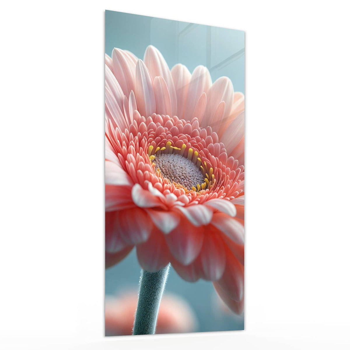 Glasbild Rosa Gerbera von der Seite, 4 mm Echtglas